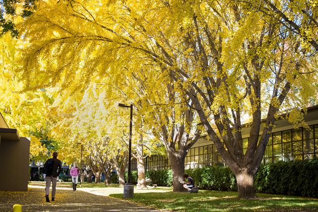 Trees in fall colors near Alpine Hall