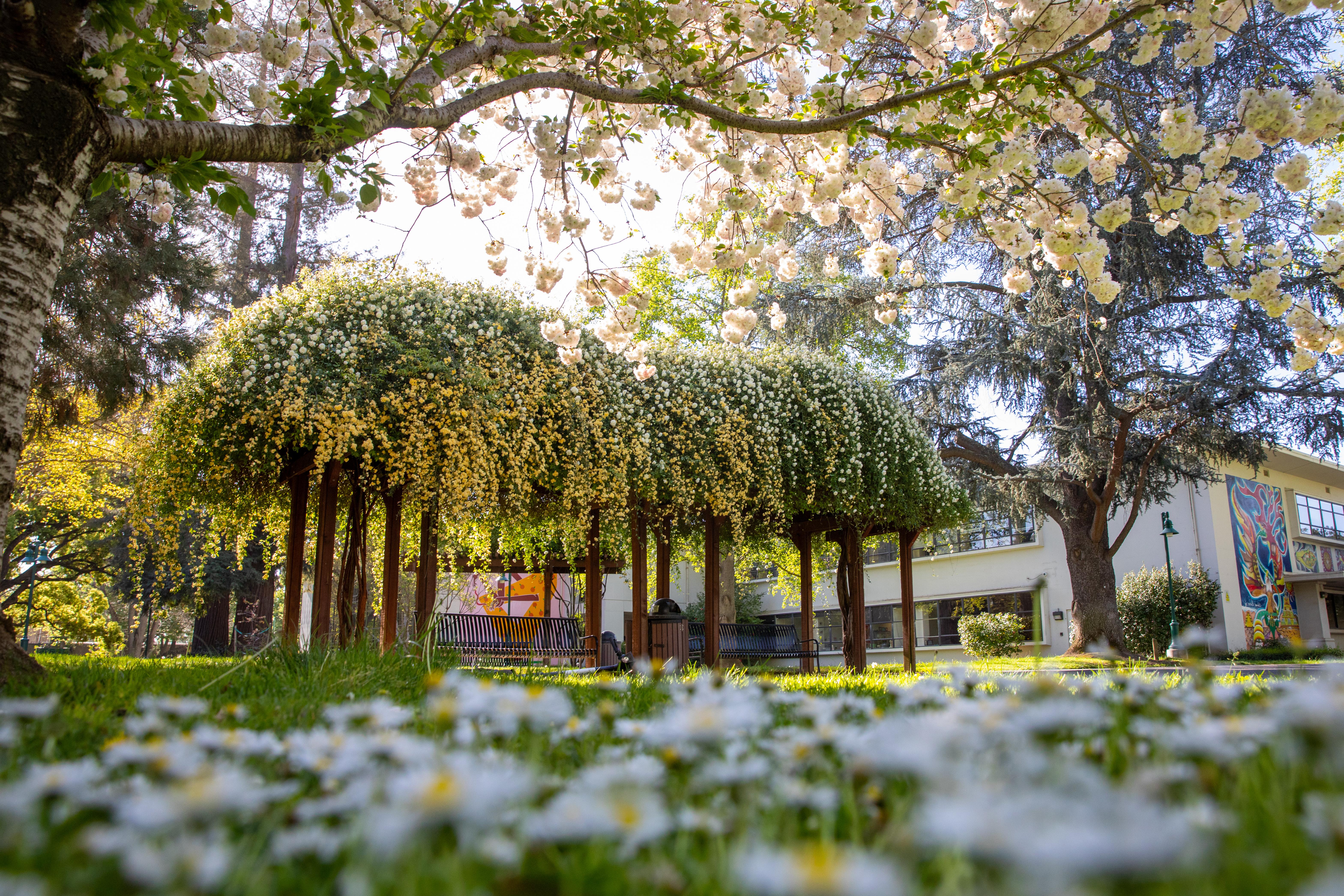 Photo: campus beauty 